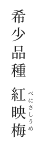 紅映梅